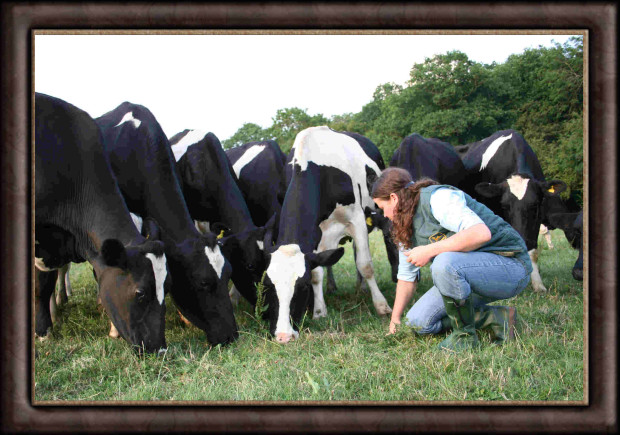 Jess kneeling feeding six cows, how Jess's Ladies Organic Farm is different