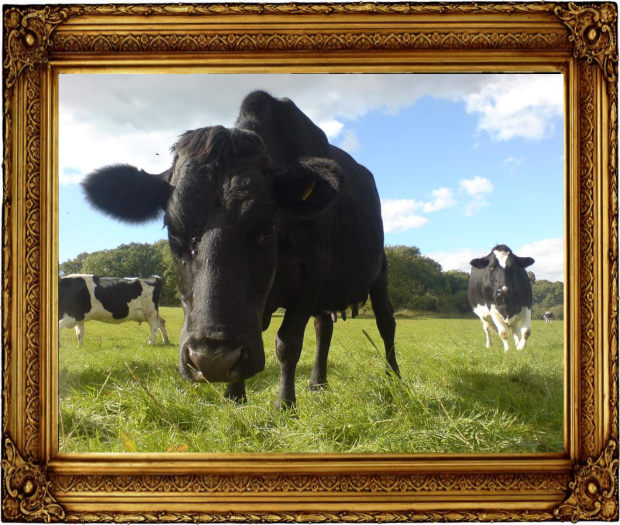 Close up of black cow, Jess's Ladies Organic Farm Ladies and Calves