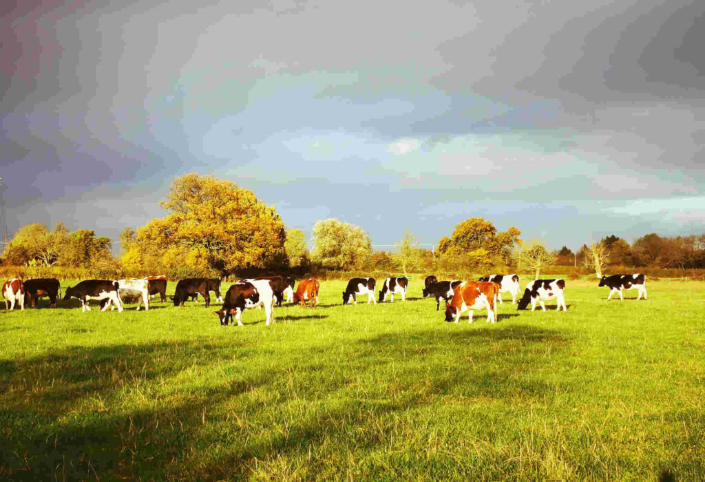 Cow's grazing in organic pasture with trees in the background