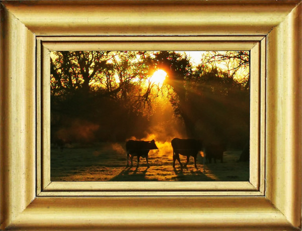 Cows in field with morning mist sun shining through tress at sunrise, Jess's Ladies Organic Farm, Our Farm